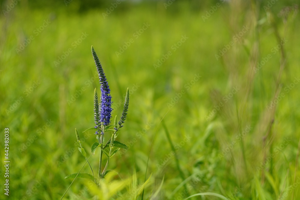 Forest flowers in the fields and in the forest. Forest flowers in the fields and in the forest.