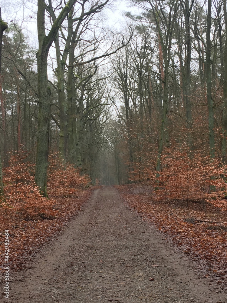 Fototapeta premium Der Tegeler Forst im Herbst (5)
