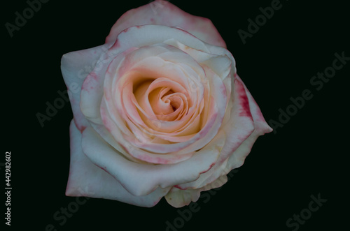 A beautiful tea rose with an open bud and delicate pink petals on a solid dark background.Cut, isolated flower for templates, postcards,invitations, booklets.Summer, garden. bouquet.floristry.