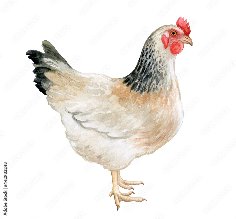 White hen, chicken isolated on white background. Watercolor. illustration. Farm. Fresh eggs logo. Premium element design packaging.