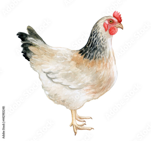 White hen  chicken isolated on white background. Watercolor. illustration. Farm. Fresh eggs logo. Premium element design packaging.