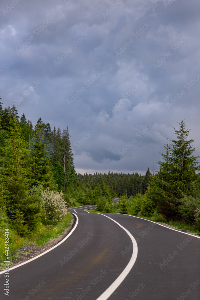 Naklejka premium wavy road in the mountains and forest
