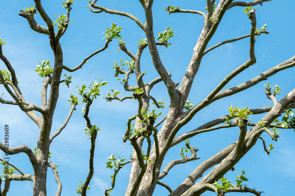Pruned common lime tree, also known as the common linden or tilia × europae. Photographed against a clear blue sky in Northolt in north west London. Pruned common lime tree, also known as the common linden or tilia × europae. Photographed against a clear blue sky in Northolt in north west London.