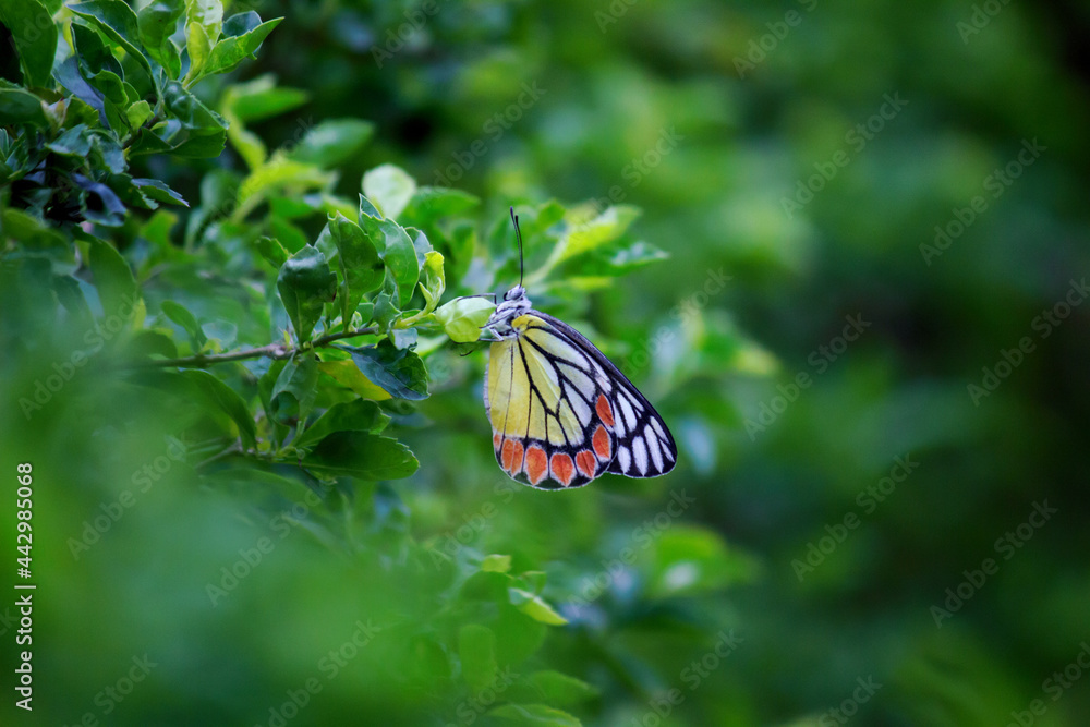 Pierid Delias eucharis, the common Jezebel, is a medium-sized pierid butterfly ...