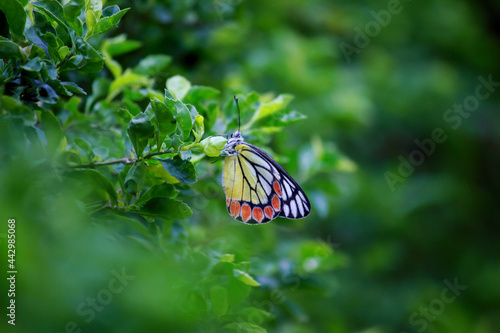 Delias eucharis, the common Jezebel, is a medium-sized pierid butterfly found in many areas of south and southeast Asia, especially in the non-arid regions of India, Sri Lanka, Indonesia, Myanmar and  photo