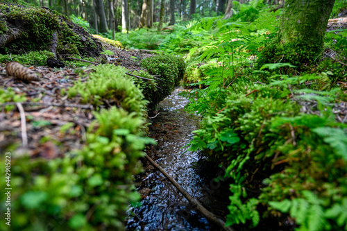 small stream of water through green forest photo