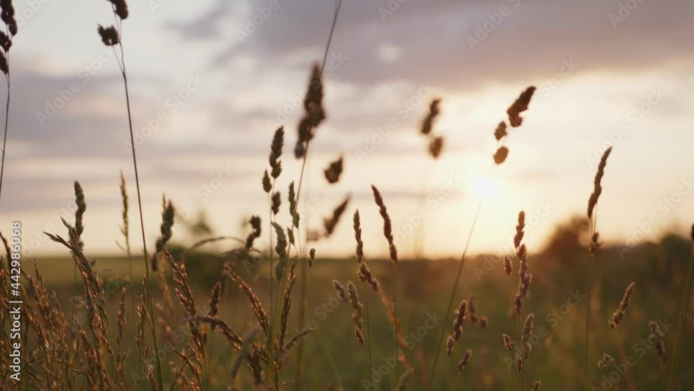 Marvelous sunset on the fields Marvelous sunset on the fields