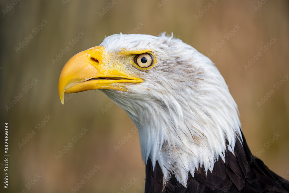 Bald eagle (Haliaeetus leucocephalus) bird portrait Bald eagle (Haliaeetus leucocephalus) bird portrait