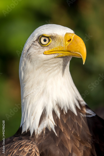 Bald eagle  Haliaeetus leucocephalus  bird portrait