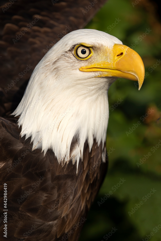Bald eagle (Haliaeetus leucocephalus) bird portrait Bald eagle (Haliaeetus leucocephalus) bird portrait