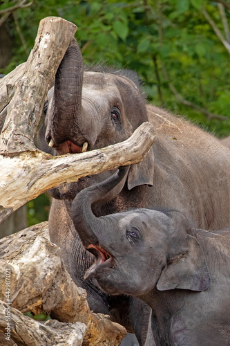 Canvas Print Asian elephants (Elephas maximus) in the zoo