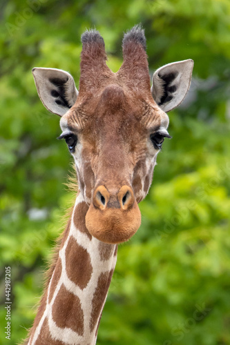 A giraffe head portrait, wildlife (Giraffa reticulata)