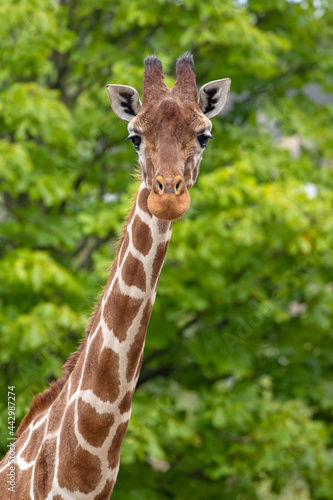 A giraffe head portrait, wildlife (Giraffa reticulata)