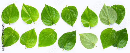 Tableau sur toile Green betel leaves, Fresh piper betle on white background