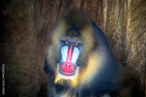 a close up portrait of a male mandrill ((Mandrillus sphinx) photo