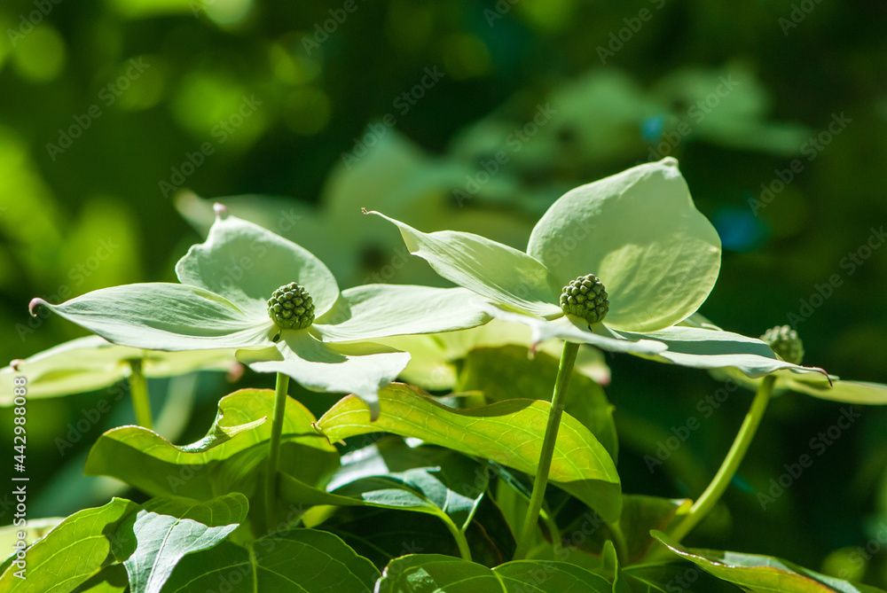 White flowers with four petals on a bush White flowers with four petals on a bush