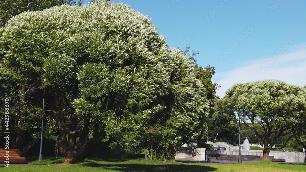 A powerful spherical willow sways in the wind. Willow branches sway in slow motion.