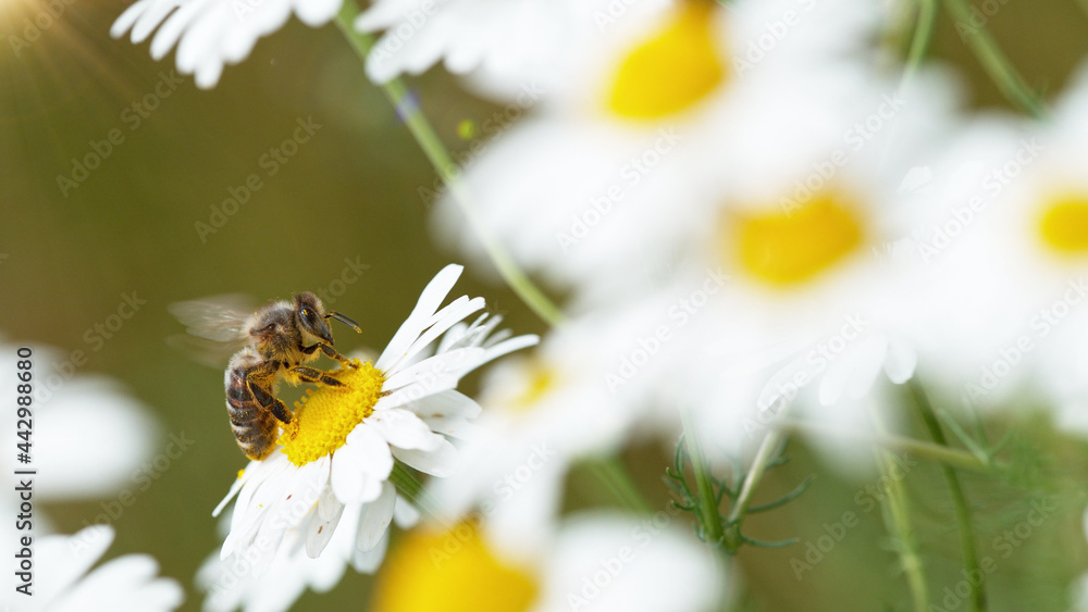 Macro shot of bee gathering pollen from daisy flower. Macro shot of bee gathering pollen from daisy flower.