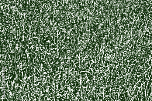Natural texture of a green summer meadow. Monochrome background of wild herbs. Overlay template. Vector illustration