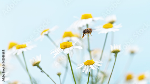 Macro shot of bee gathering pollen from daisy flower.