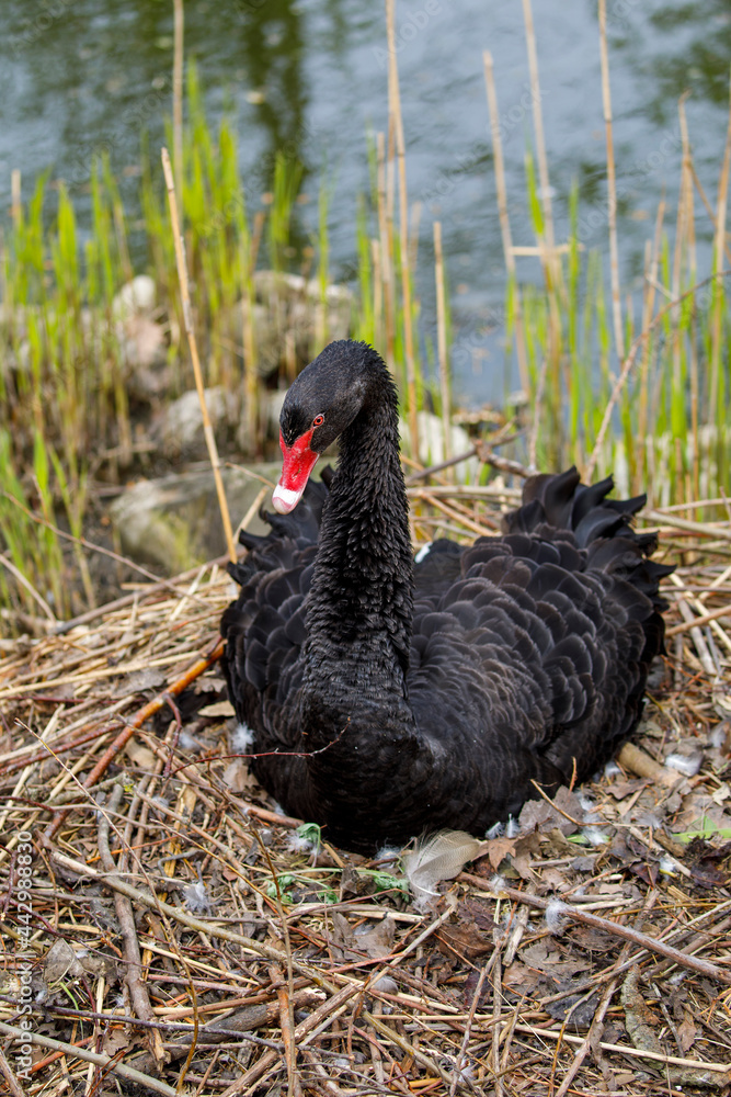 scenic view of beautiful black swan (Cygnus atratus) at nature scenic view of beautiful black swan (Cygnus atratus) at nature