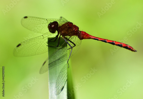 Red Dragonfly © Jeff N.