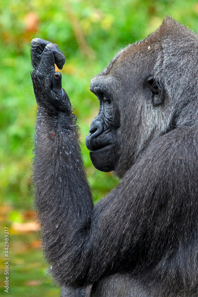 Obraz premium Female Western Lowland Gorilla in green forest.