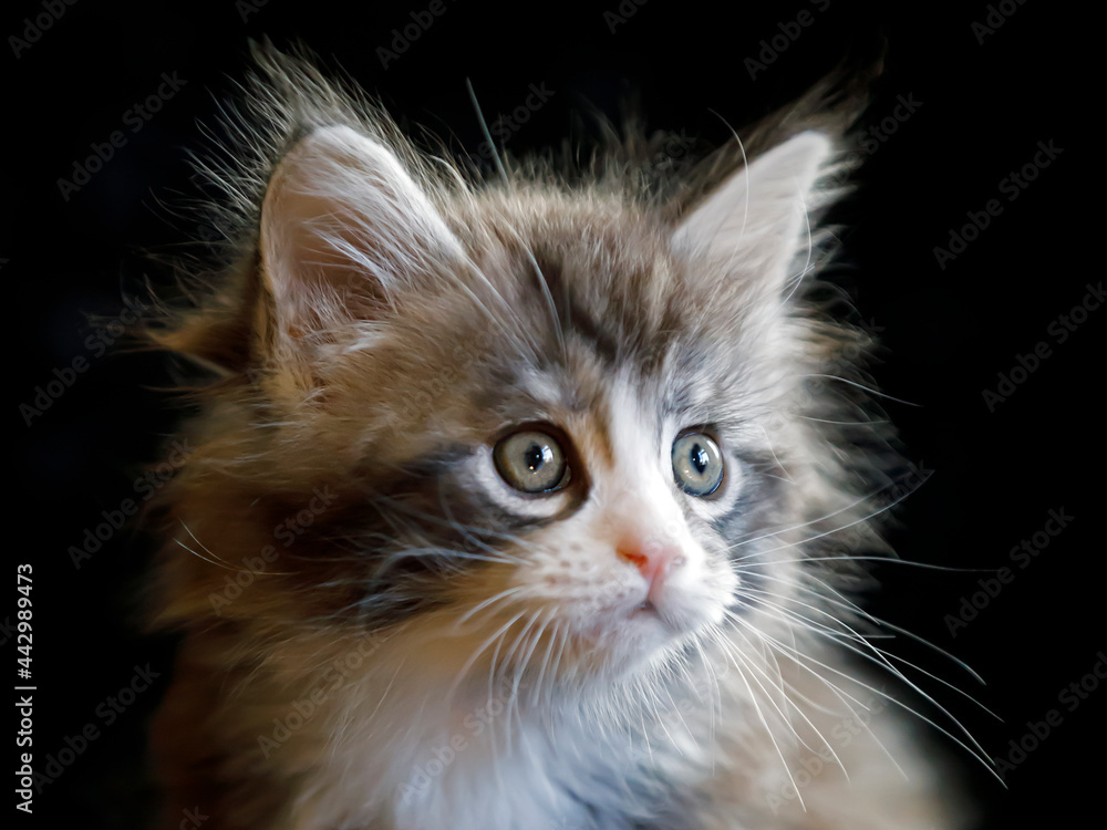 Maine Coon kitten close up