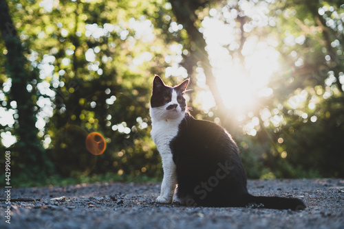 Majestic cat
