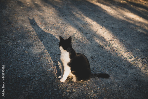 Cat looks at its shadow 2