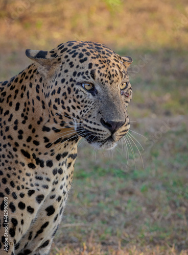 Big male leopard stare; Sunshine on leopard face; sun on leopard; leopard in the sun; leopard in sunlight; leopard print