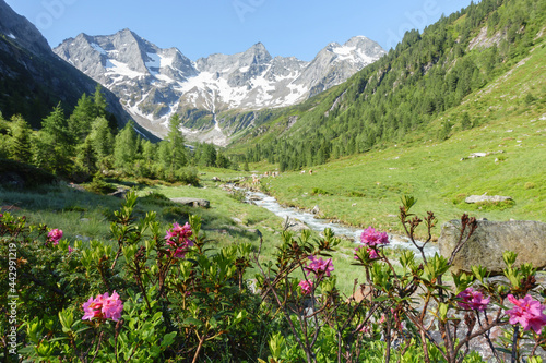 Almlandschaft mit Alpenrosen Wildbach und Gletscher photo