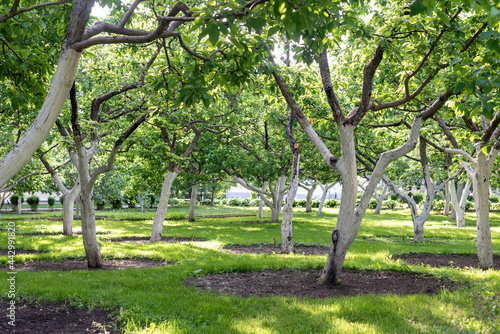 Green apple trees in the garden, Russia.