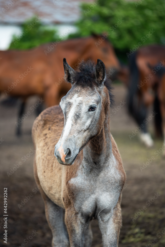 Portrait of grey Orlov Trotter foal in the herd Portrait of grey Orlov Trotter foal in the herd