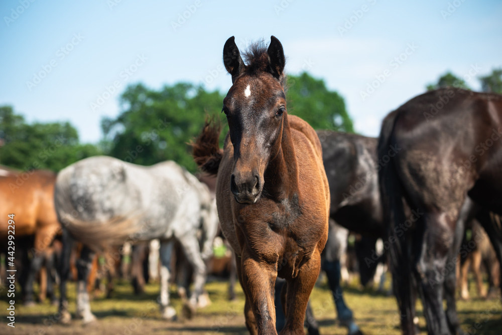 Horse foal in the herd on a pasture on a sunny day