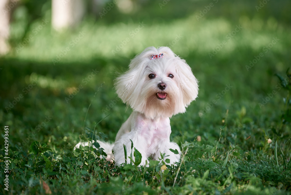 Small dog maltese sits in a grass