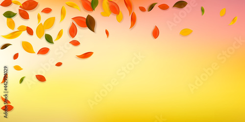 Falling autumn leaves. Red  yellow  green  brown c