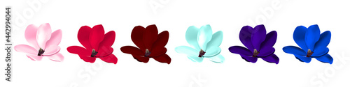 photorealistic Illustration of multicolor magnolia flowers isolated on white background. pink, red, burgundy,blue, violet, purple flowers
