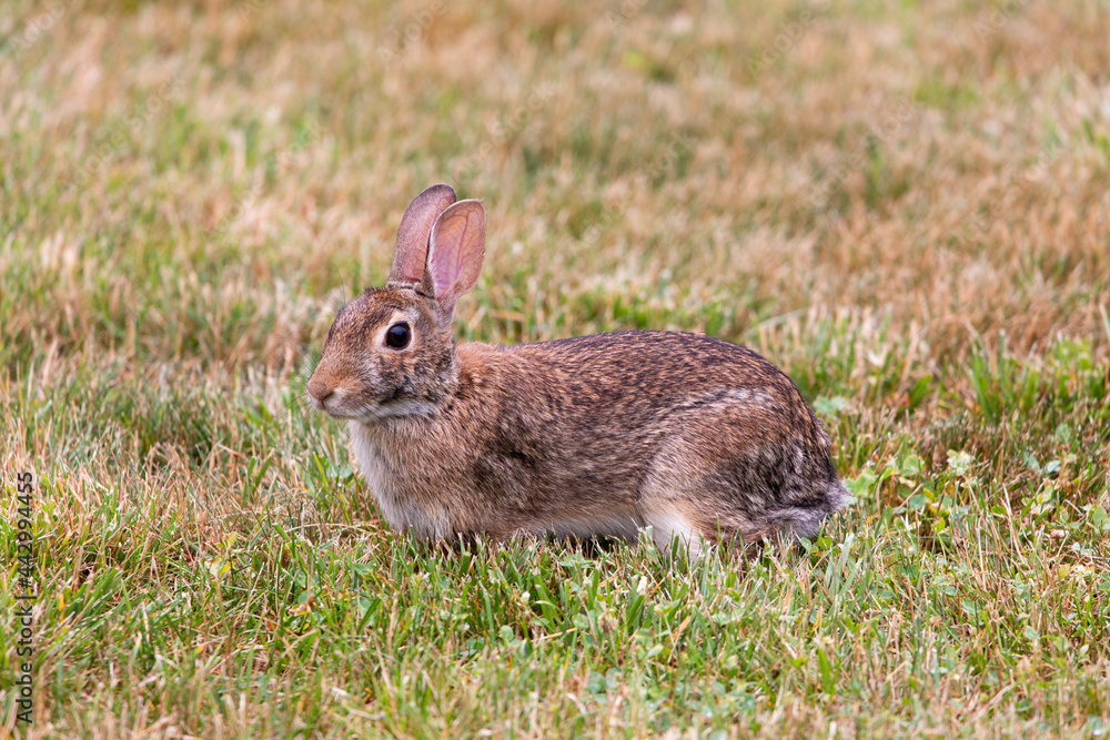 Fototapeta premium Common Brown Rabbit