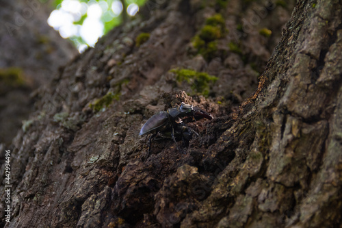 Stag beetle on bark of old oak. Close up foto