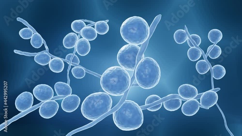 3d animation of pathogenic fungi, Candida yeasts are most common cause of fungal infections worldwide