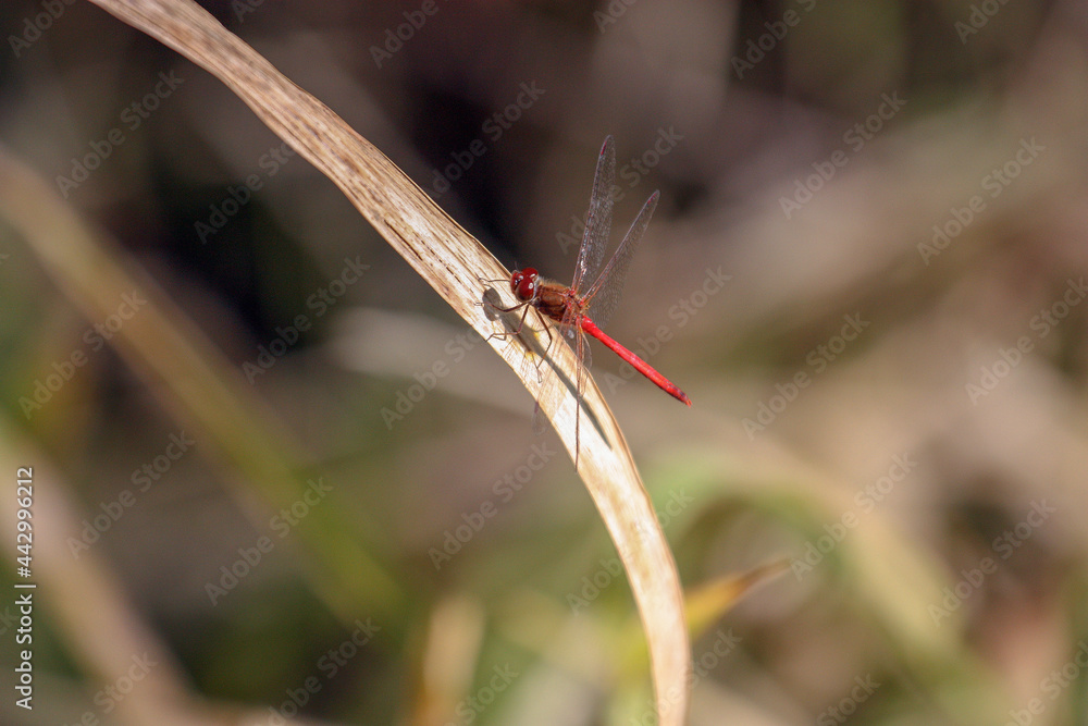 Red Dragonfly on dead grass Red Dragonfly on dead grass