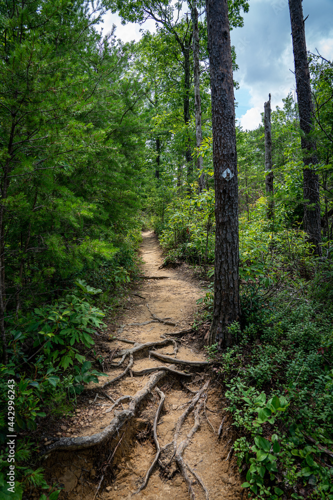 footpath in the woods footpath in the woods