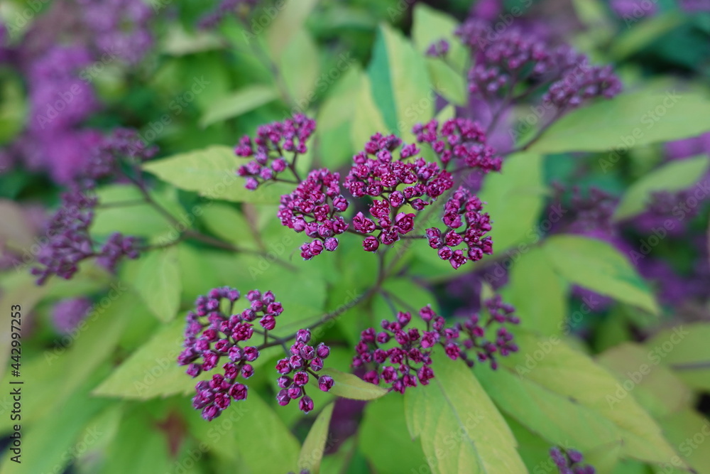 Spiraea japonica, the Japanese meadowsweet or Japanese spiraea, is a plant in the family Rosaceae. Spiraea japonica, the Japanese meadowsweet or Japanese spiraea, is a plant in the family Rosaceae.