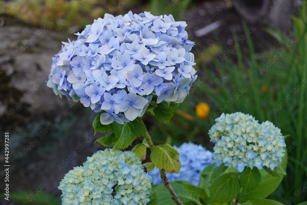 Hydrangea macrophylla is a species of Hydrangea native to Japan. Common names include Bigleaf Hydrangea, French Hydrangea, Lacecap Hydrangea, Mophead Hydrangea, Penny Mac, and Hortensia. Hydrangea macrophylla is a species of Hydrangea native to Japan. Common names include Bigleaf Hydrangea, French Hydrangea, Lacecap Hydrangea, Mophead Hydrangea, Penny Mac, and Hortensia.