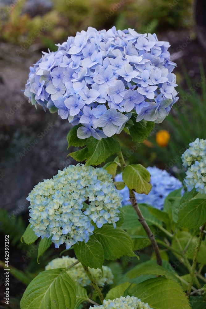Hydrangea common names hydrangea or hortensia, is a genus of 70–75 species of flowering plants native to Asia and the Americas. Hydrangea common names hydrangea or hortensia, is a genus of 70–75 species of flowering plants native to Asia and the Americas.