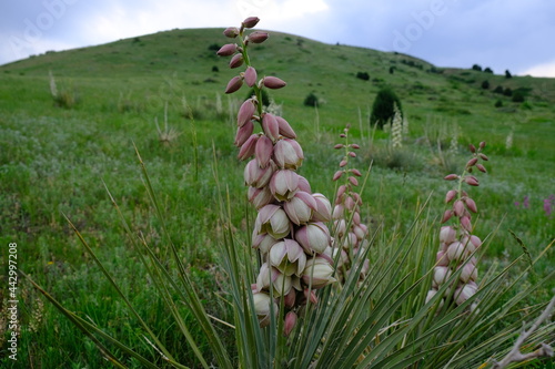 Bear Grass at Matthews Winters Park in Golden Colorado