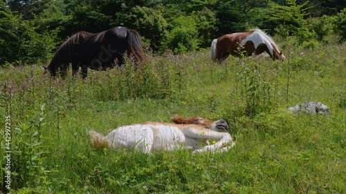 Sleeping Wild Foal Baby Horse in the Appalachian Mountains