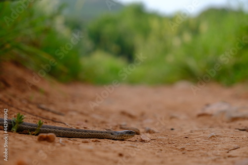 Garter Snake in Matthews Winters Park in Golden Colorado