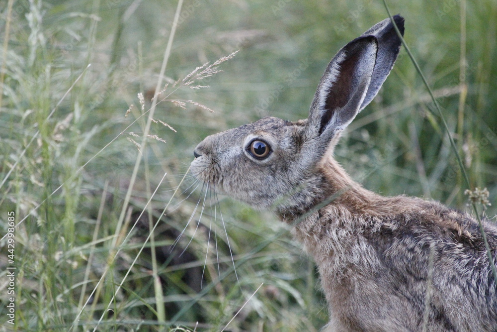 Fototapeta premium rabbit in the grass